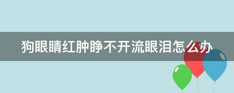 狗眼睛红肿睁不开流眼泪怎么办 狗狗眼肿发红流泪睁不开了