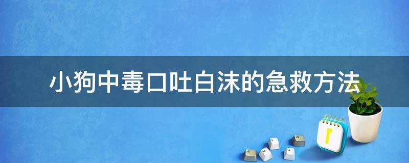 小狗中毒口吐白沫的急救方法（狗子中毒后口吐白沫,打了解毒针能好吗）