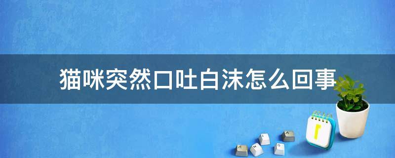 猫咪突然口吐白沫怎么回事 猫猫口吐白沫是怎么回事