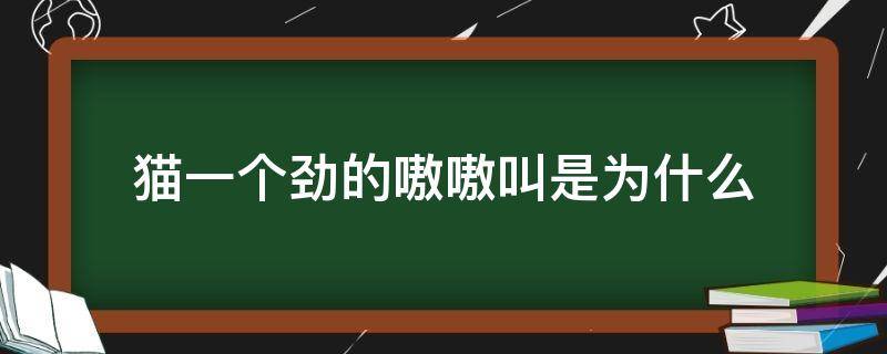 猫一个劲的嗷嗷叫是为什么（猫总嗷呜嗷呜的叫）