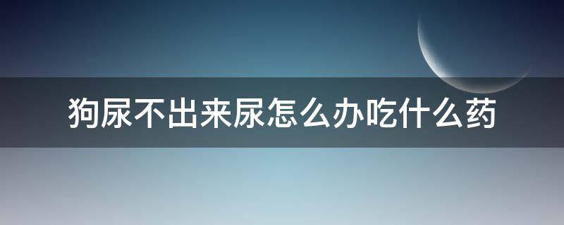 狗尿不出来尿怎么办吃什么药 狗狗尿不出尿怎么回事