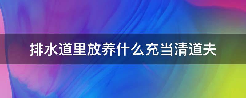 排水道里放养什么充当清道夫 排水管道放养什么充当清道夫