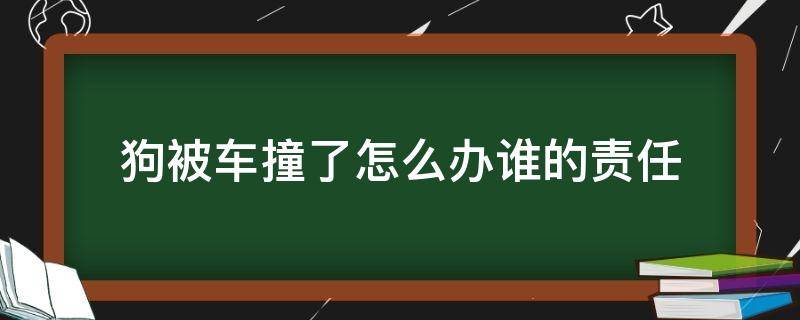 狗被车撞了怎么办谁的责任 狗狗被车撞车主有责任么