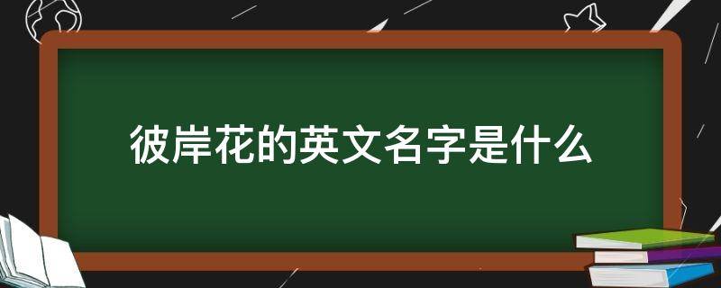 彼岸花的英文名字是什么 彼岸花英文介绍