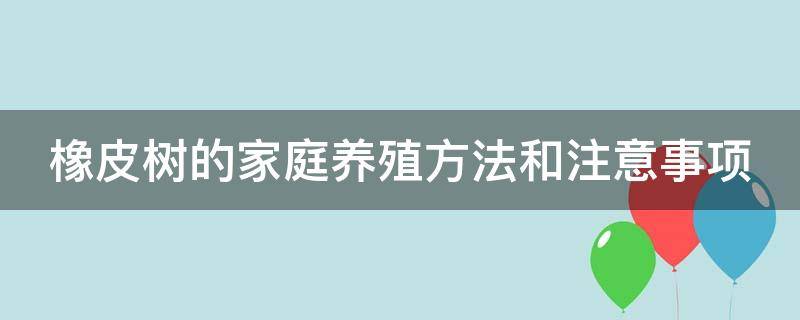 橡皮树的家庭养殖方法和注意事项（橡皮树的家庭养殖方法和注意事项视频）