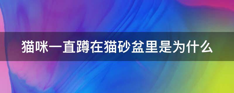 猫咪一直蹲在猫砂盆里是为什么 猫咪一直蹲在猫砂盆里是为什么呢