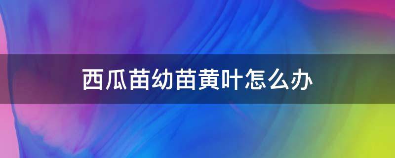 西瓜苗幼苗黄叶怎么办（西瓜苗黄叶是怎么回事）