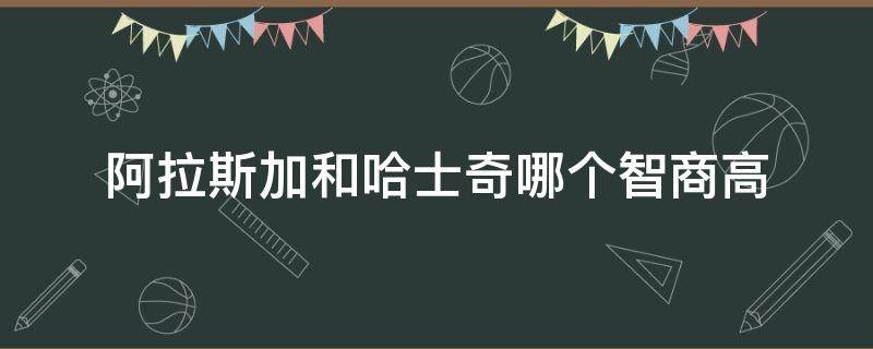 阿拉斯加和哈士奇哪个智商高（阿拉斯加蠢还是哈士奇）