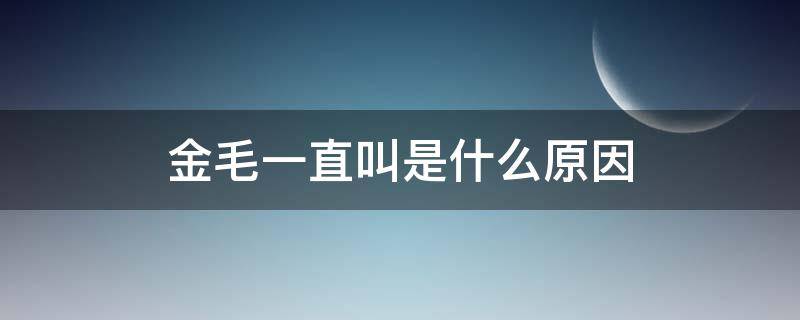 金毛一直叫是什么原因 金毛为什么总是叫