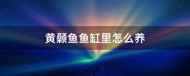 黄颡鱼鱼缸里怎么养 黄颡鱼可以养在缸里吗