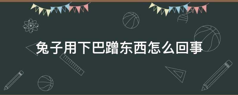 兔子用下巴蹭东西怎么回事 兔子用下巴蹭别的兔子