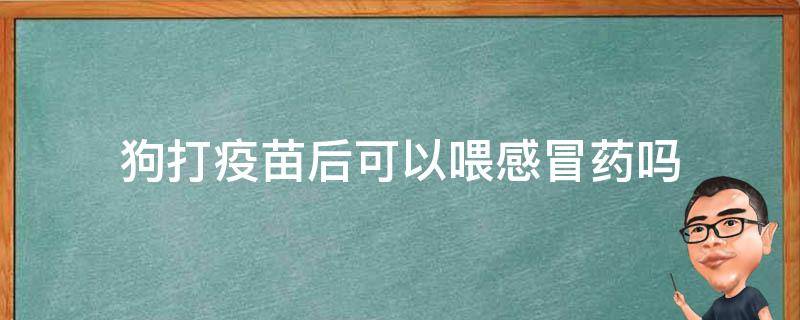 狗打疫苗后可以喂感冒药吗（狗打完疫苗能吃感冒药吗）