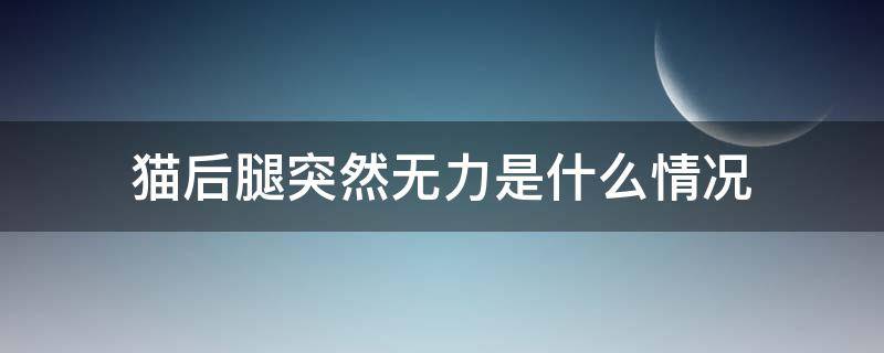 猫后腿突然无力是什么情况（猫后腿突然无力是什么情况受惊吓吗,会持续多久）