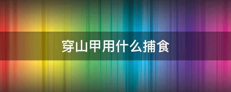 穿山甲用什么捕食（穿山甲用什么捕食图片）