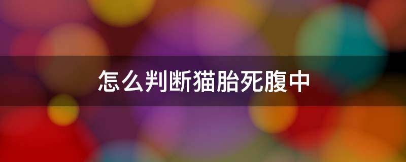 怎么判断猫胎死腹中 猫胎死腹中的表现