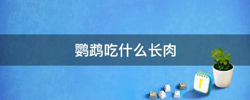 鹦鹉吃什么长肉 鹦鹉能吃肉吗该给什么肉