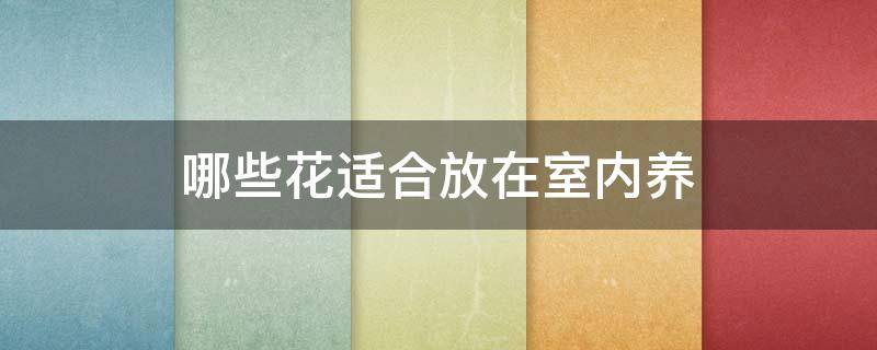 哪些花适合放在室内养 室内可以养什么花