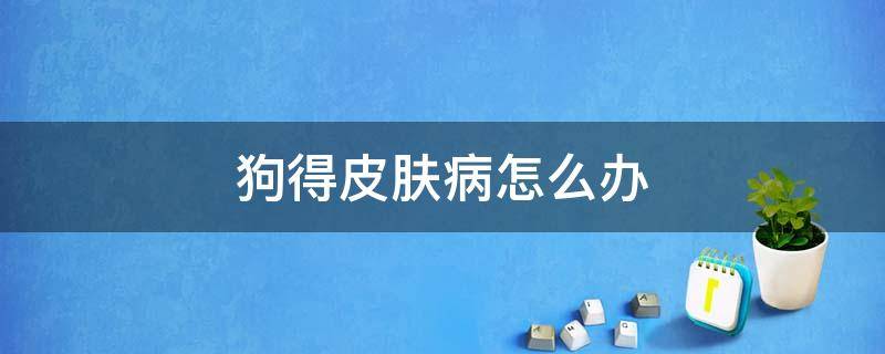 狗得皮肤病怎么办 狗得了皮肤病该怎么办