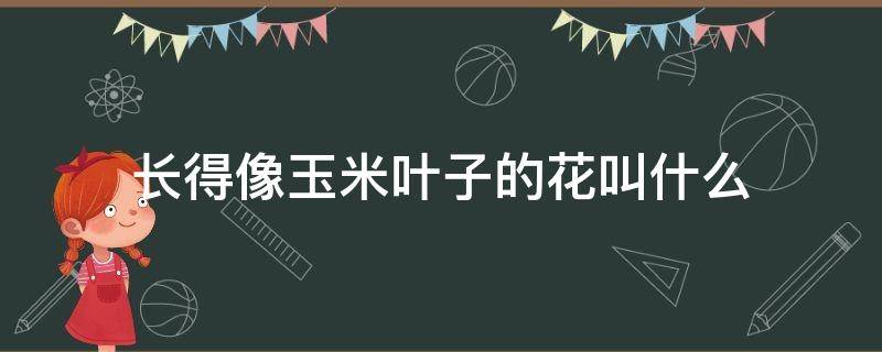 长得像玉米叶子的花叫什么 长得像玉米叶子的花是什么