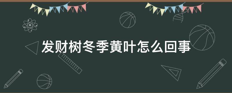 发财树冬季黄叶怎么回事 发财树冬天黄叶怎么回事