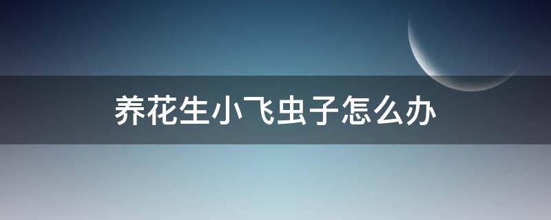 养花生小飞虫子怎么办（养花生了小飞虫怎么办）