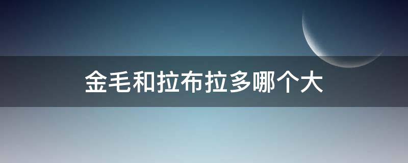 金毛和拉布拉多哪个大 金毛跟拉布拉多哪个大