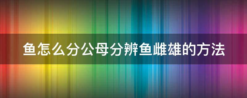 鱼怎么分公母分辨鱼雌雄的方法 鱼怎么分清公母