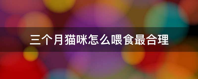 三个月猫咪怎么喂食最合理 3个月猫咪喂食建议