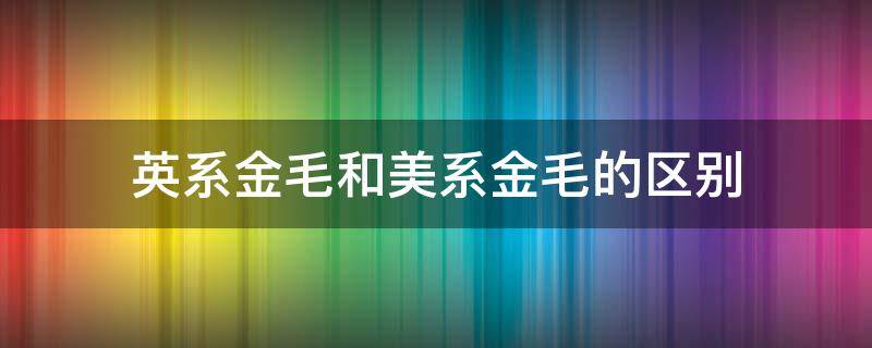 英系金毛和美系金毛的区别（怎么区分英系金毛和美系金毛）