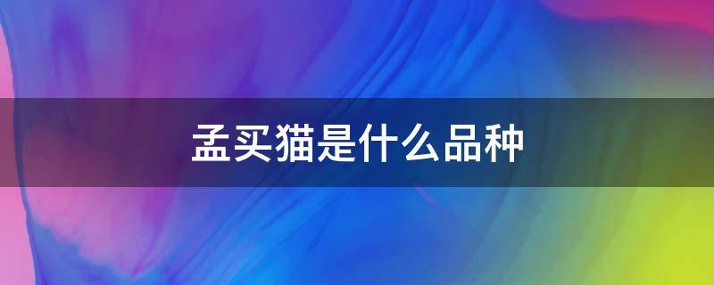 孟买猫是什么品种 孟买猫是什么品种的猫