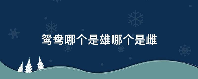 鸳鸯哪个是雄哪个是雌（鸳鸯是雄还是雌）