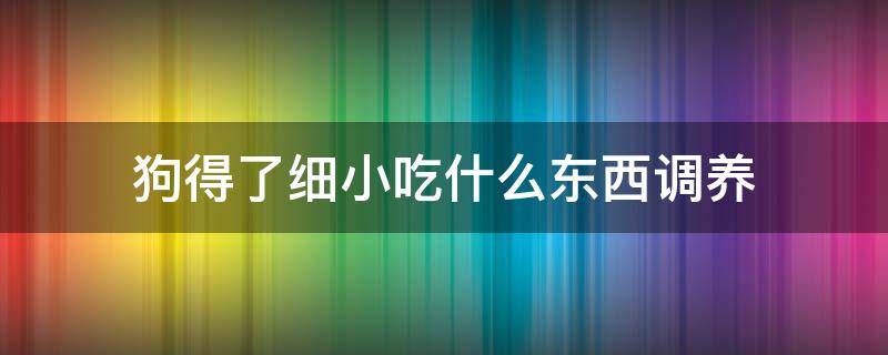 狗得了细小吃什么东西调养 狗狗细小好了之后调养吃什么啊