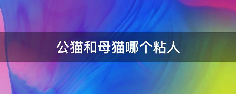 公猫和母猫哪个粘人 公猫和母猫哪个粘人猫捉老鼠怎么知道老鼠在哪里呆着