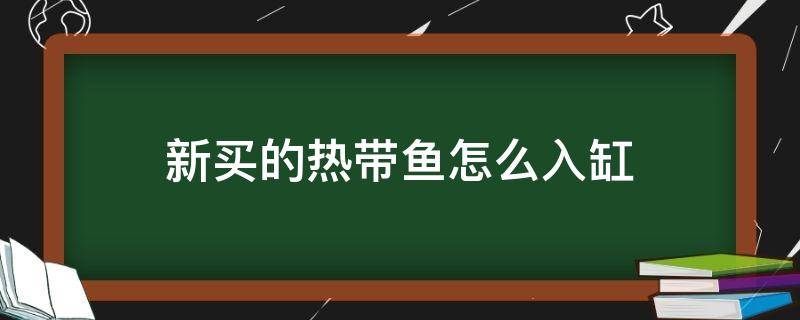 新买的热带鱼怎么入缸（热带鱼新鱼入缸注意事项）