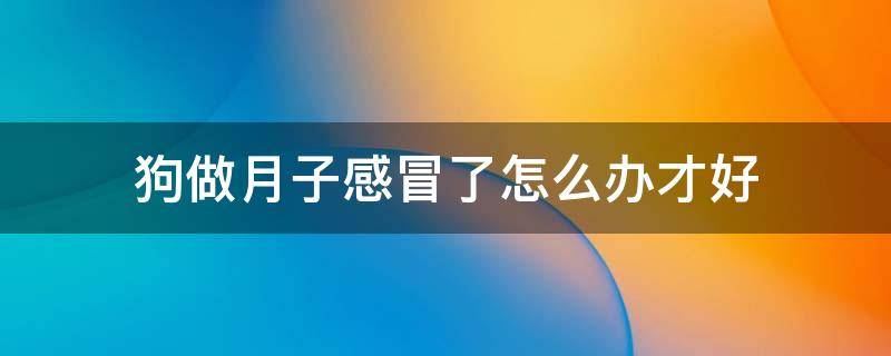 狗做月子感冒了怎么办才好 狗狗生完宝宝感冒了怎么办