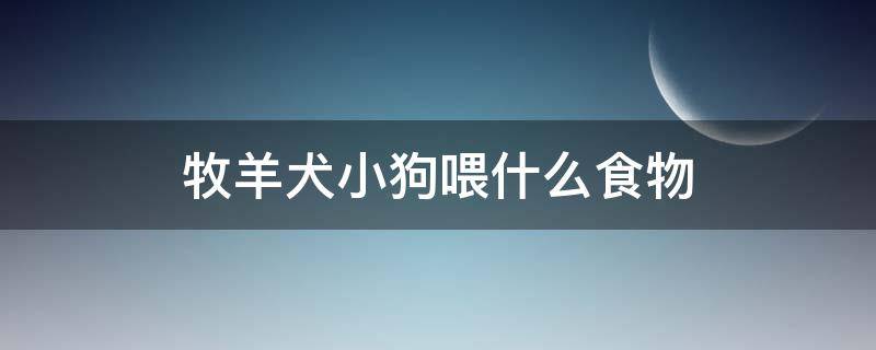 牧羊犬小狗喂什么食物 牧羊犬主食吃什么