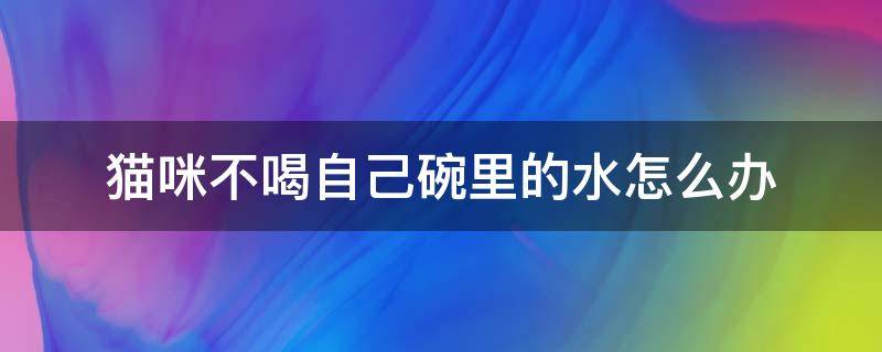 猫咪不喝自己碗里的水怎么办 猫猫不喝自己碗里的水