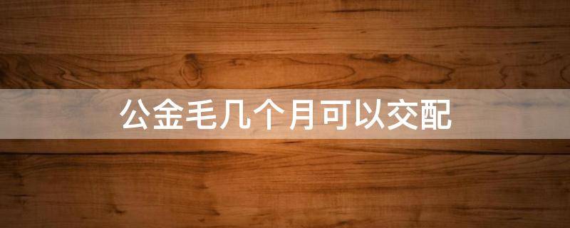 公金毛几个月可以交配 金毛公的多大可以配