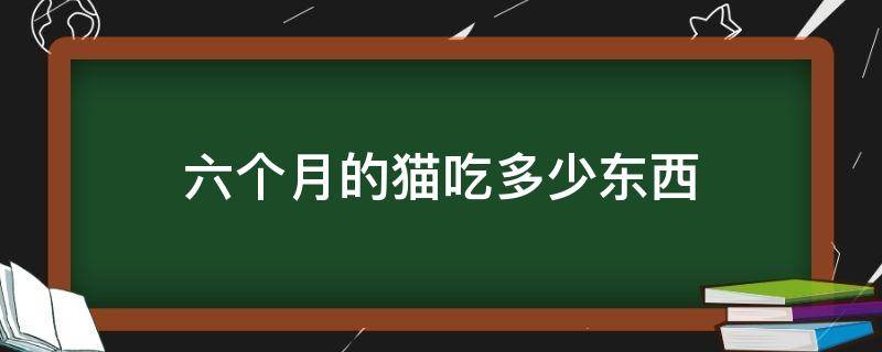 六个月的猫吃多少东西（6个月的猫咪吃多少）