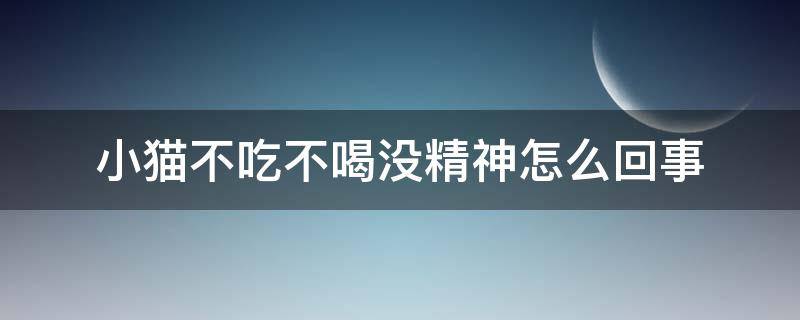 小猫不吃不喝没精神怎么回事（两个月小猫不吃不喝没精神怎么回事）