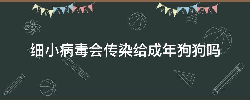 细小病毒会传染给成年狗狗吗（细小会传染给成年的狗狗吗）