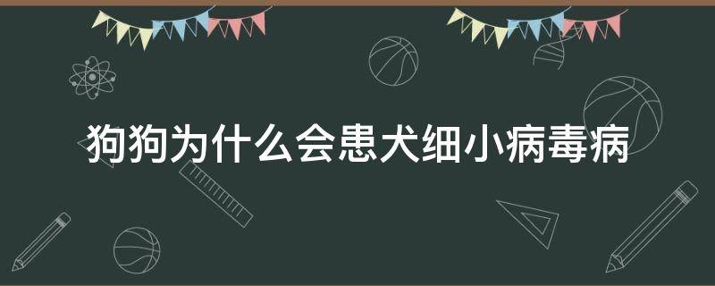 狗狗为什么会患犬细小病毒病 狗狗为啥会得细小病毒