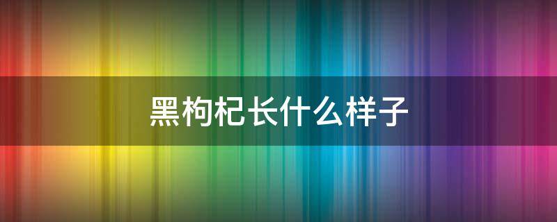 黑枸杞长什么样子 黑枸杞长什么样子的鸽子