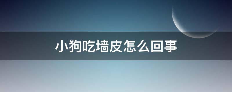 小狗吃墙皮怎么回事 小狗吃墙皮怎么办