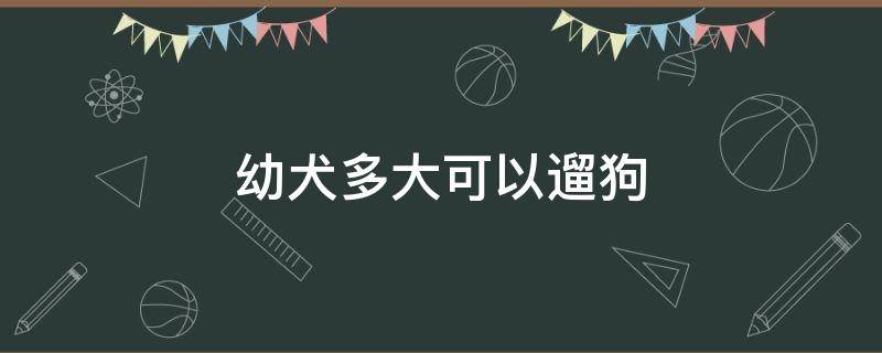 幼犬多大可以遛狗（小狗多大可以遛）