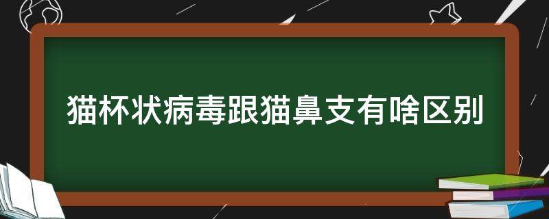 猫杯状病毒跟猫鼻支有啥区别 猫杯状病毒和猫鼻支的区别