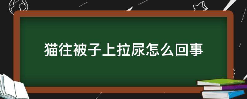 猫往被子上拉尿怎么回事 猫在被子上拉尿怎么回事