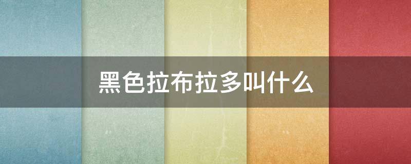 黑色拉布拉多叫什么（黑色拉布拉多叫什么名字好）