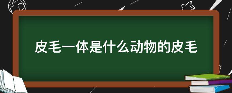 皮毛一体是什么动物的皮毛（皮毛一体的毛是什么毛）