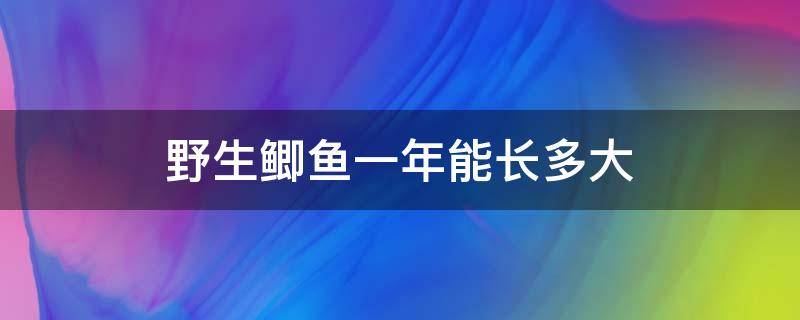 野生鲫鱼一年能长多大 野生鲫鱼一年能长几两